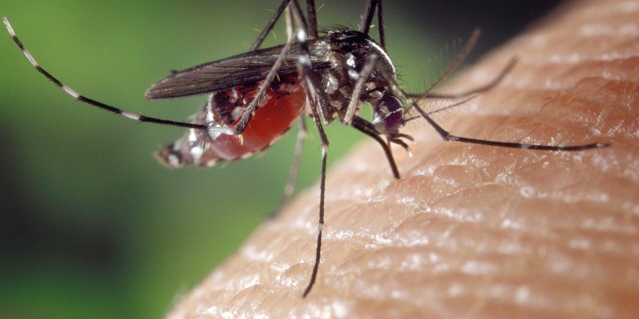 mosquito-1332382_1280