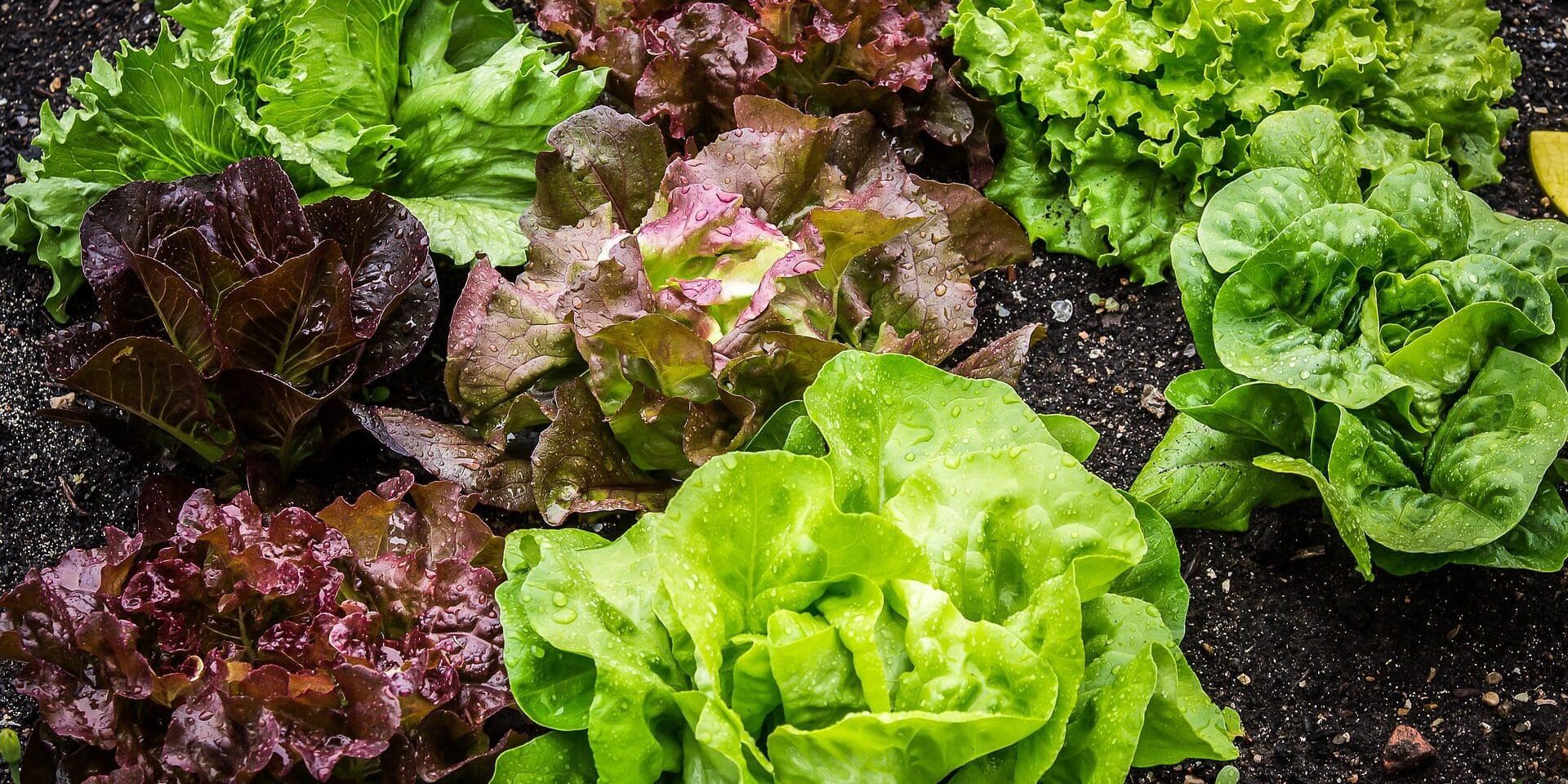 salad-2376777_1920
