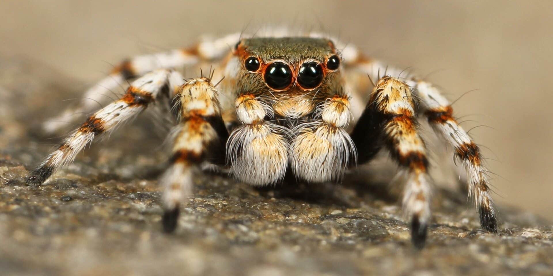 spider-111075_1920