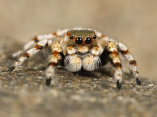 spider-111075_1920