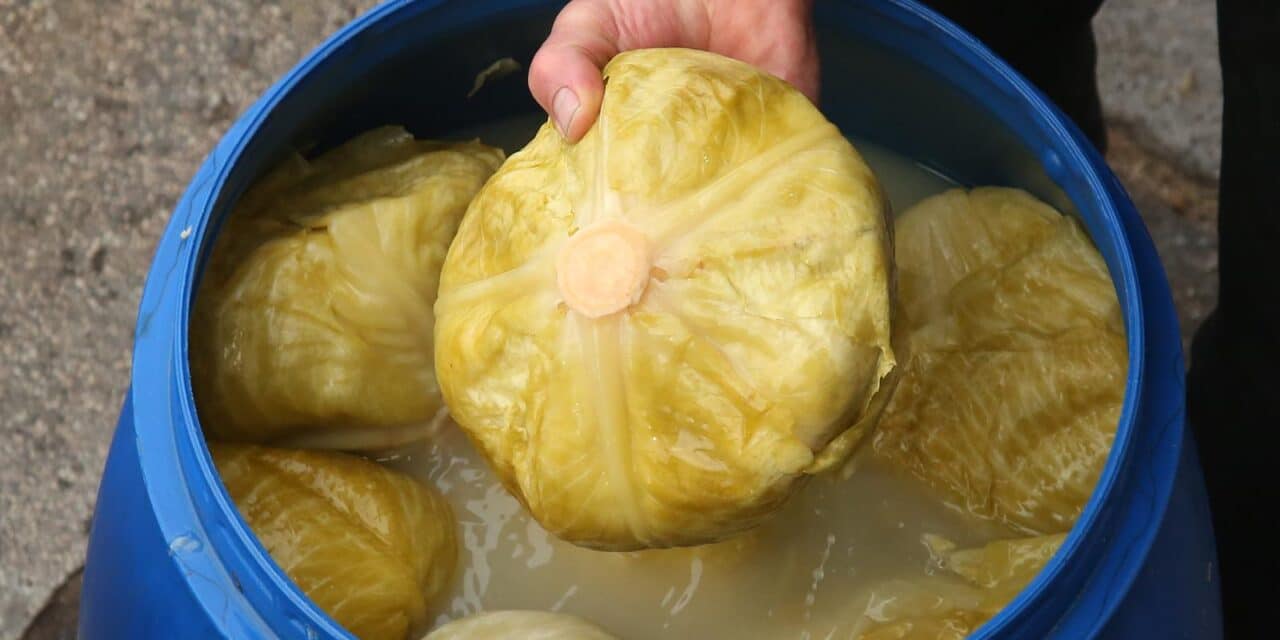 Kiseli kupus, jedna od najpopularnijih namirnica tijekom zime