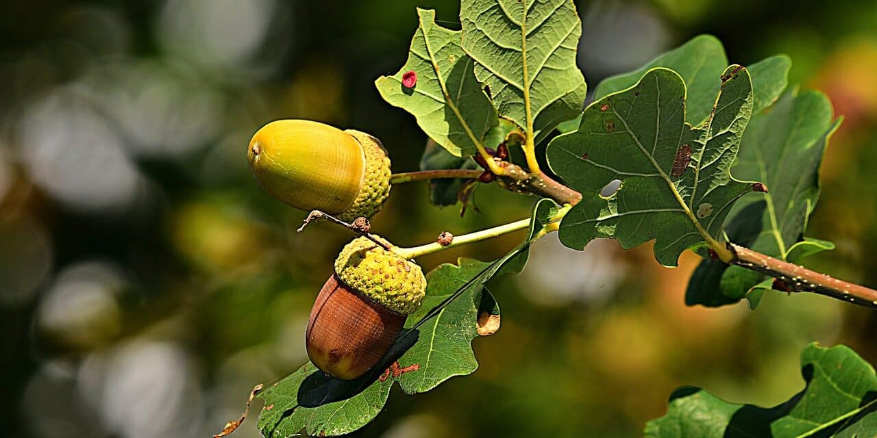 acorn-3694485_1280