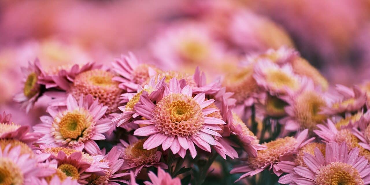 chrysanthemum-7145348_1280