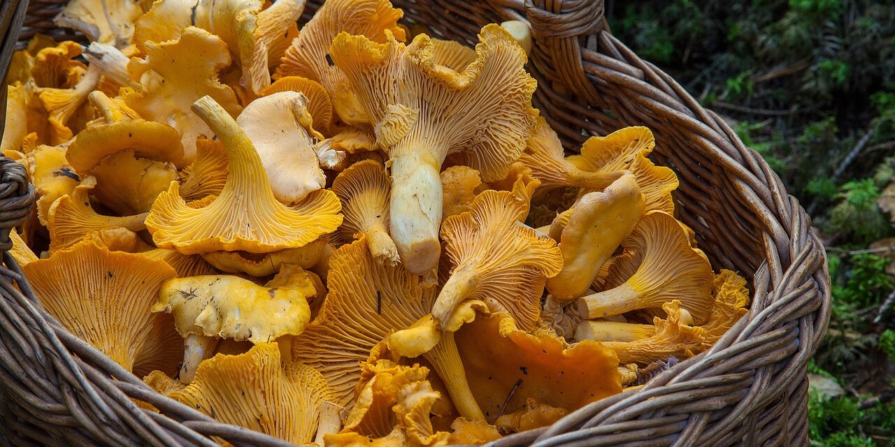 fungus-1194380_1280