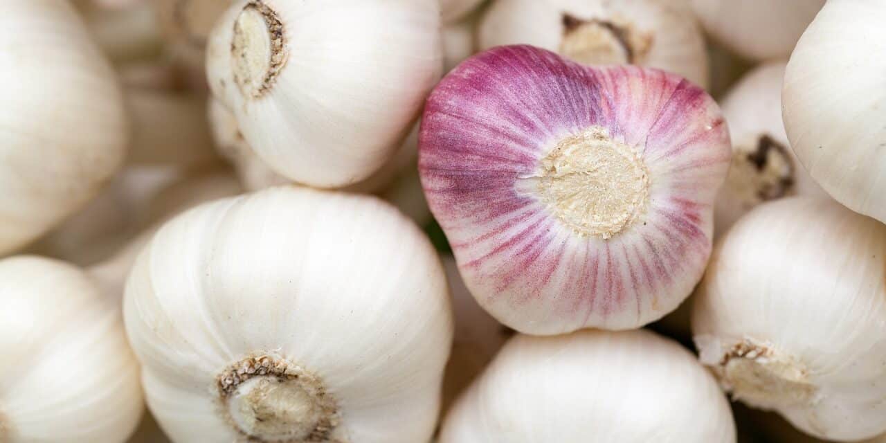 garlic-84691_1280