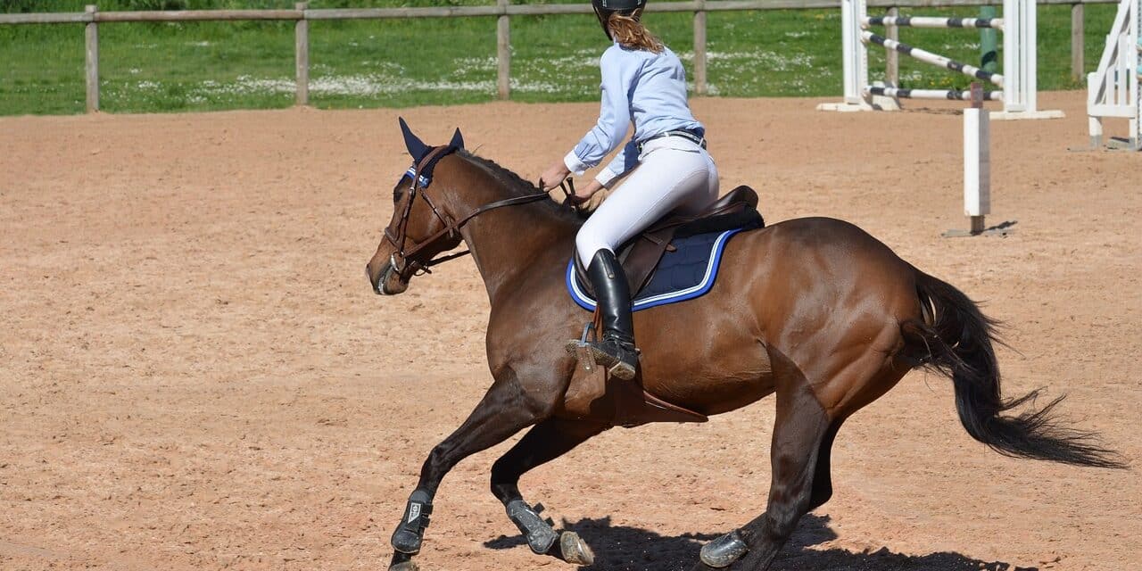 horse-806397_1280