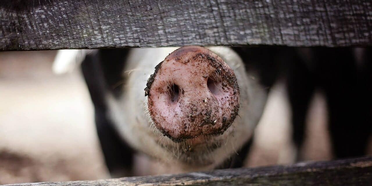 pig-1867180_1280
