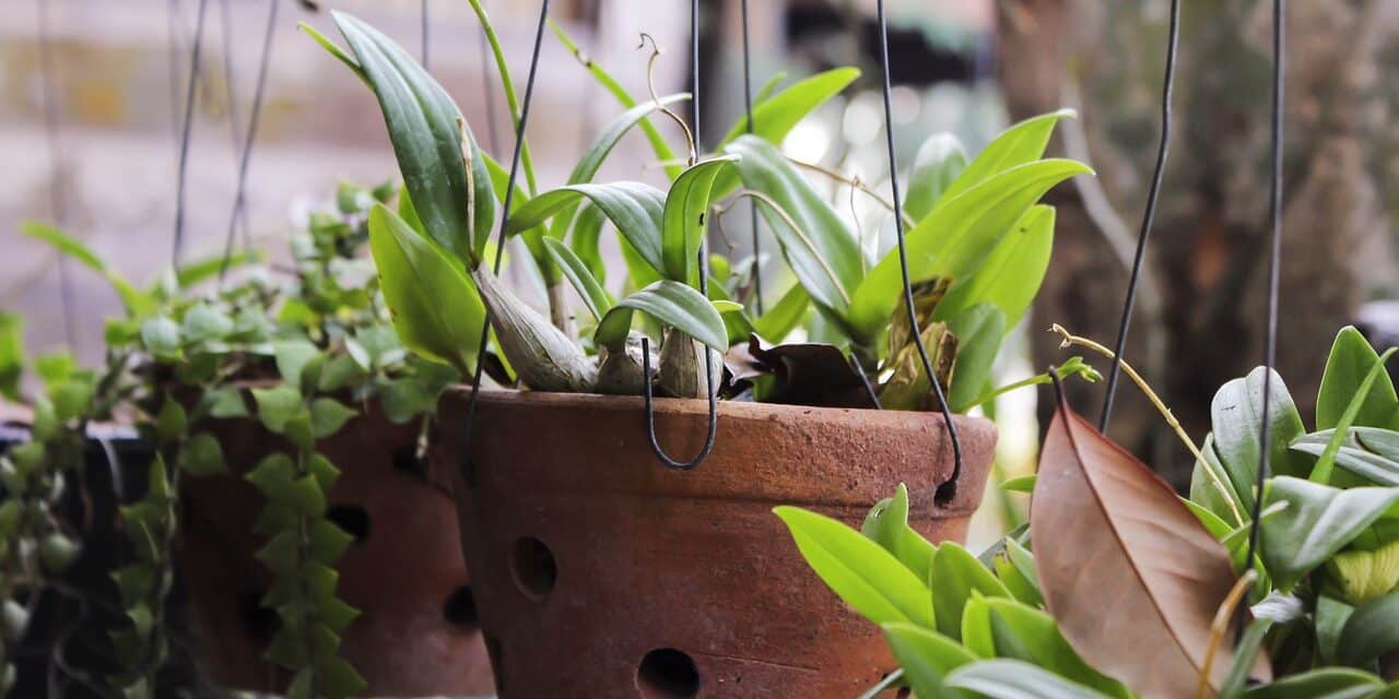 plants-3384951_1280