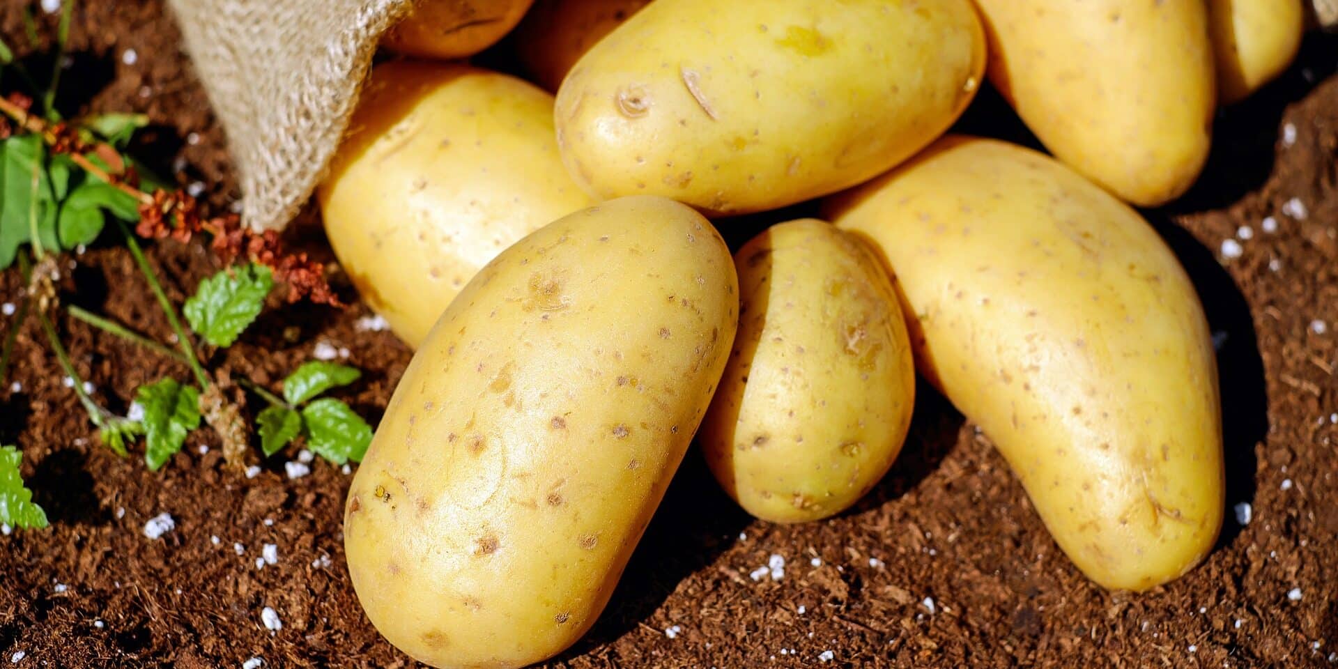 potatoes-1585075_1920