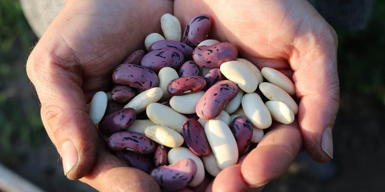 runner-beans-1835646_1280