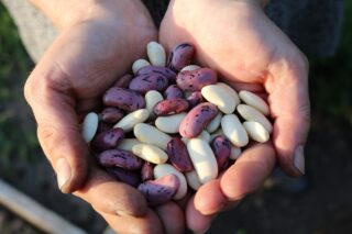 runner-beans-1835646_1280