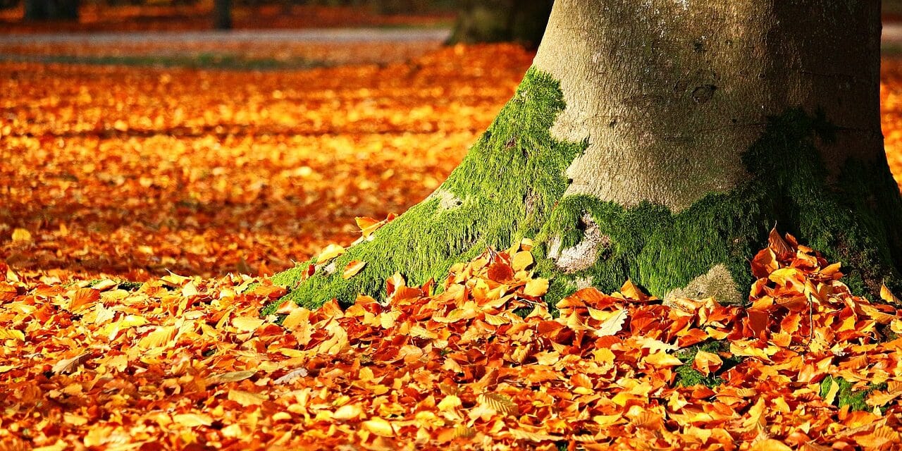 autumn-1913485_1280