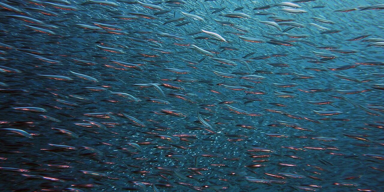 fish-1656504_1280