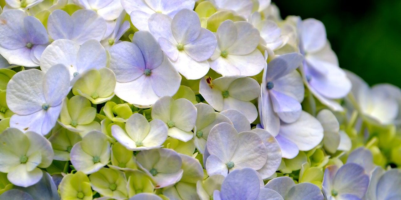 hydrangea-7865503_1280