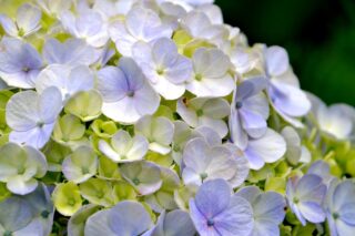 hydrangea-7865503_1280