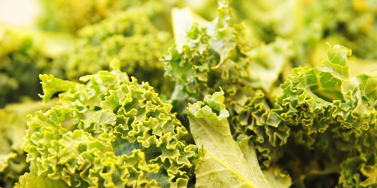 kale-792988_1280