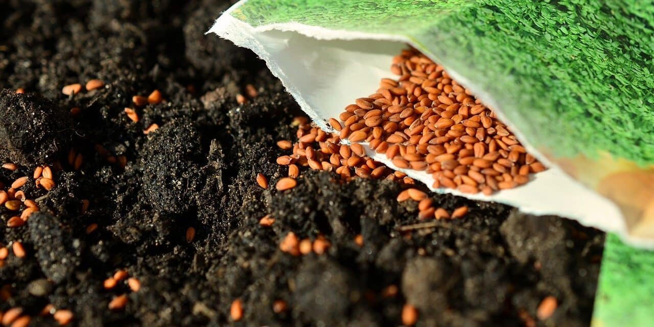 seeds-1302793_1280