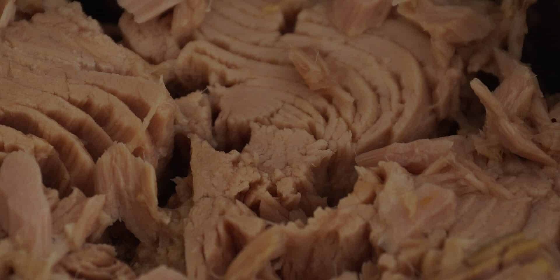 tuna-439755_1920