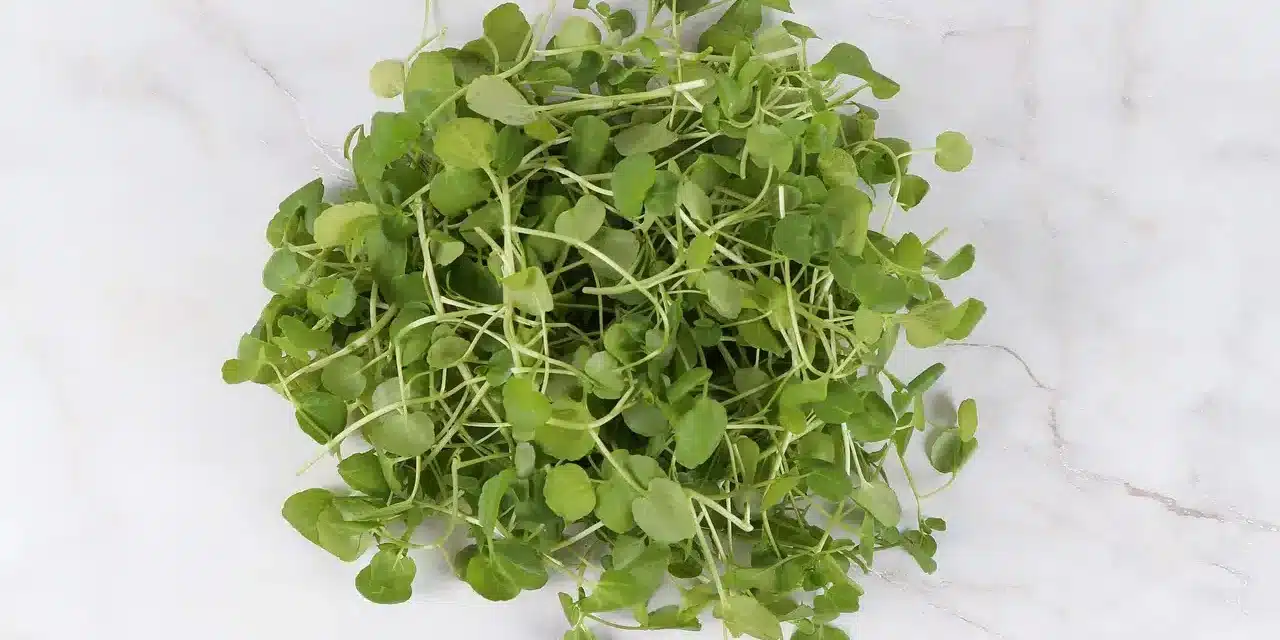 watercress-4153774_1280.jpg