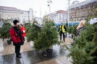 Zagreb: Humanitarna prodaja božićnih drvaca u tegli