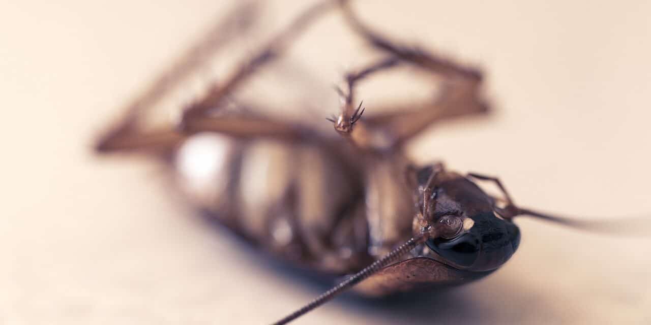 cockroach-4832821_1280