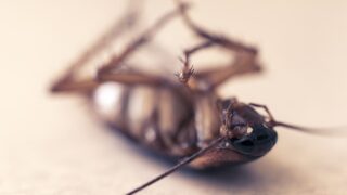 cockroach-4832821_1280