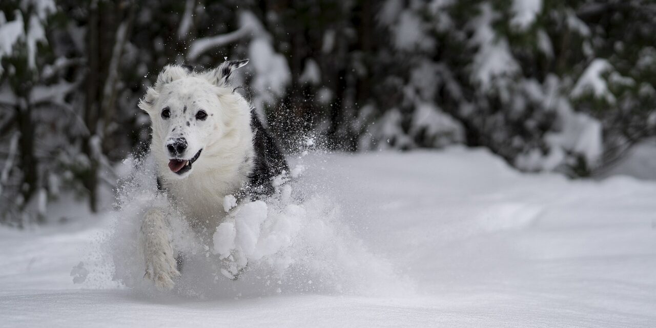 dog-3926409_1280