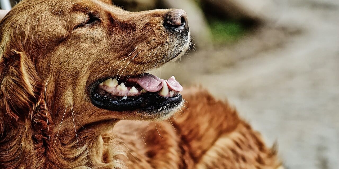 irish-setter-3693119_1280