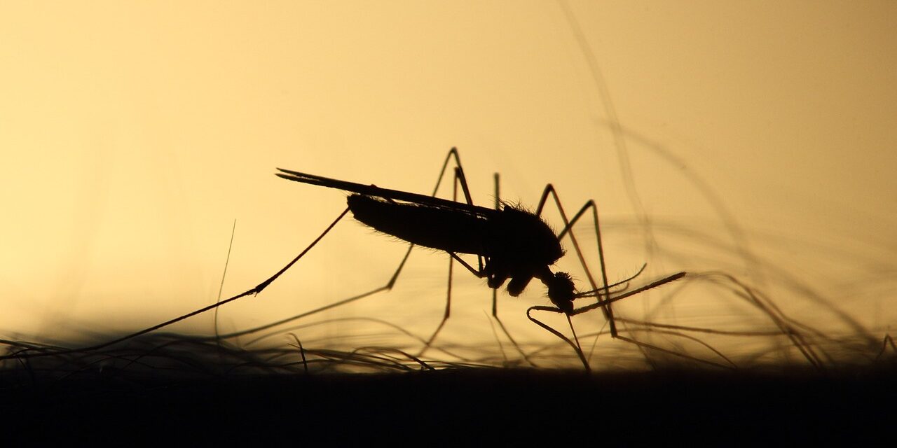 mosquito-3860900_1280