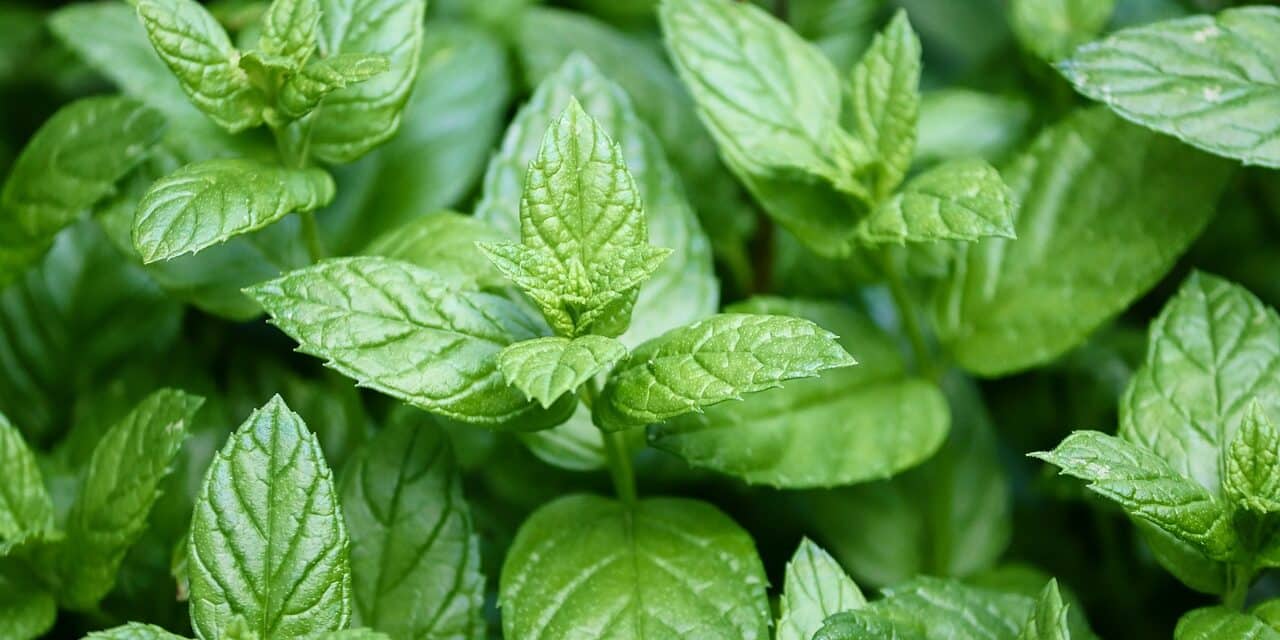 peppermint-4487398_1280