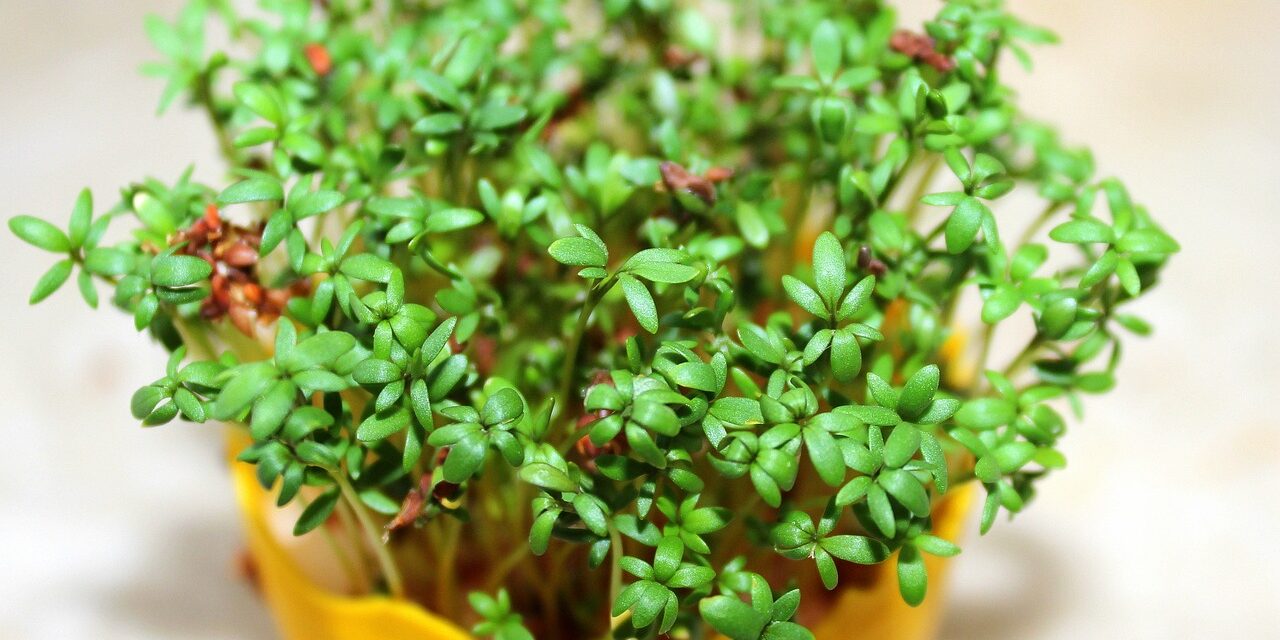 watercress-3281989_1280