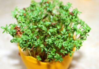 watercress-3281989_1280