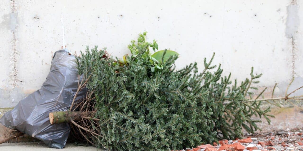 �ibenik: Prikupljanje i odvoz bo�i?nih jelki