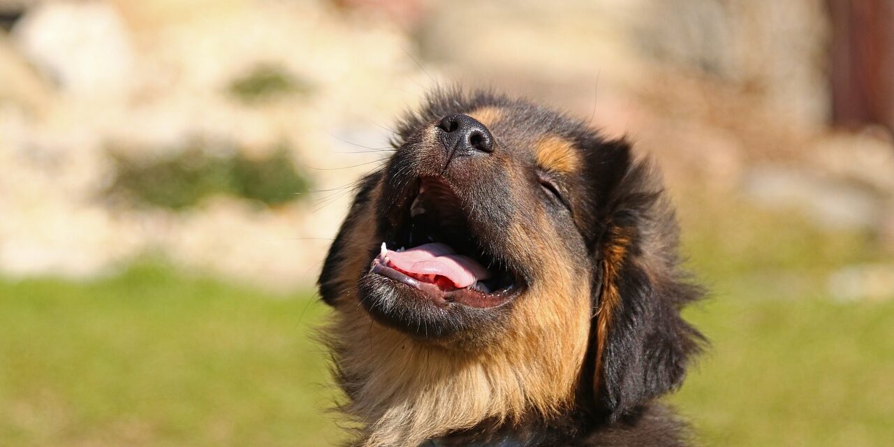 animal-4085255_1280