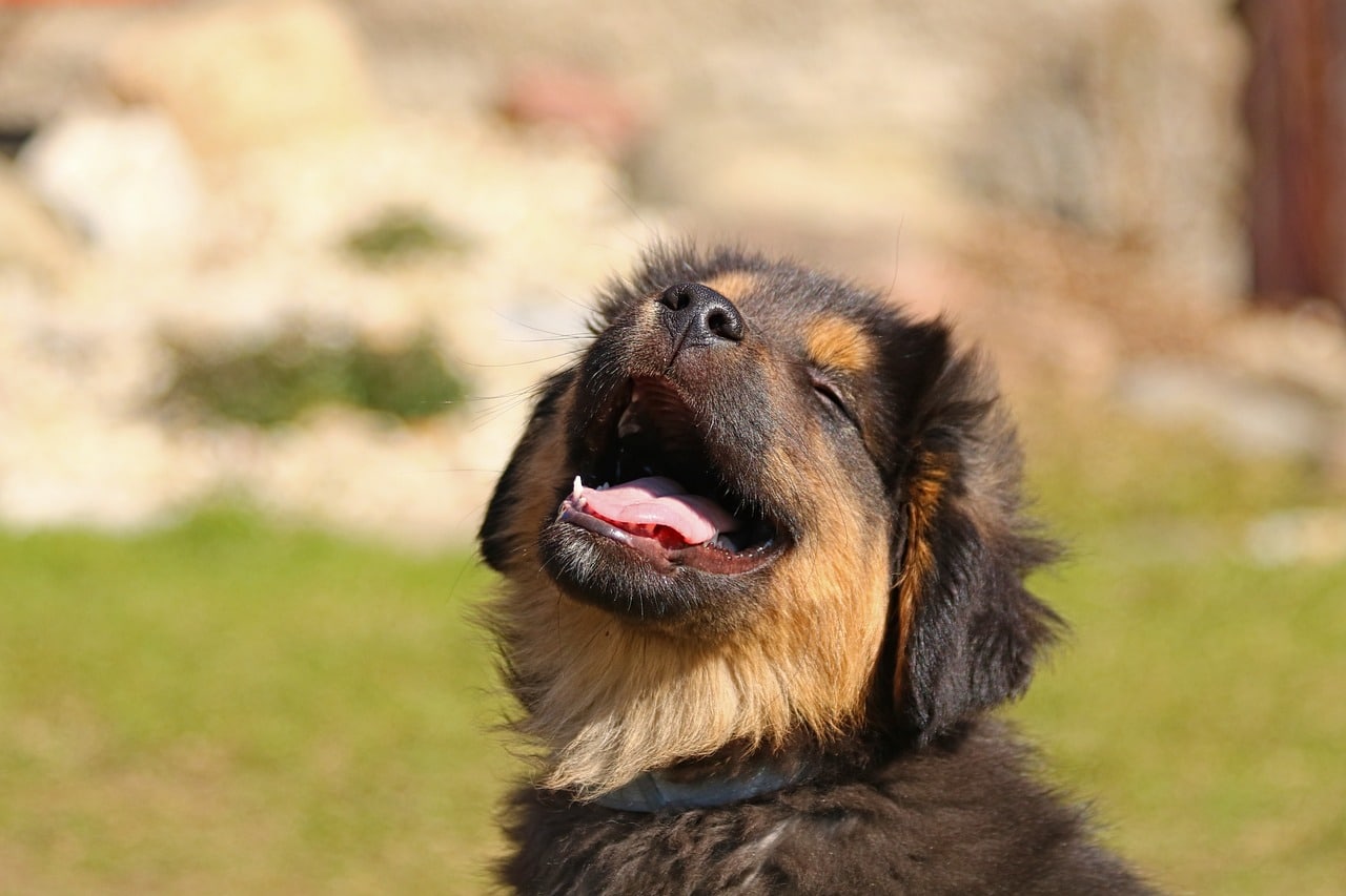 animal-4085255_1280