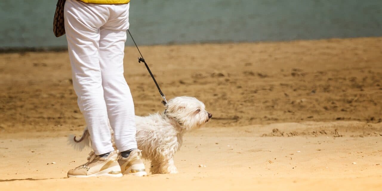 dog-7213011_1280