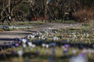 Zagreb: Botani?ki vrt otvara svoja vrata nakon zimske pauze