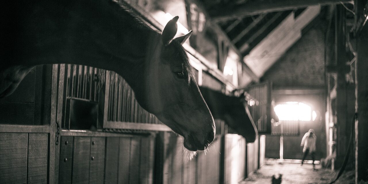 horses-786239_1280