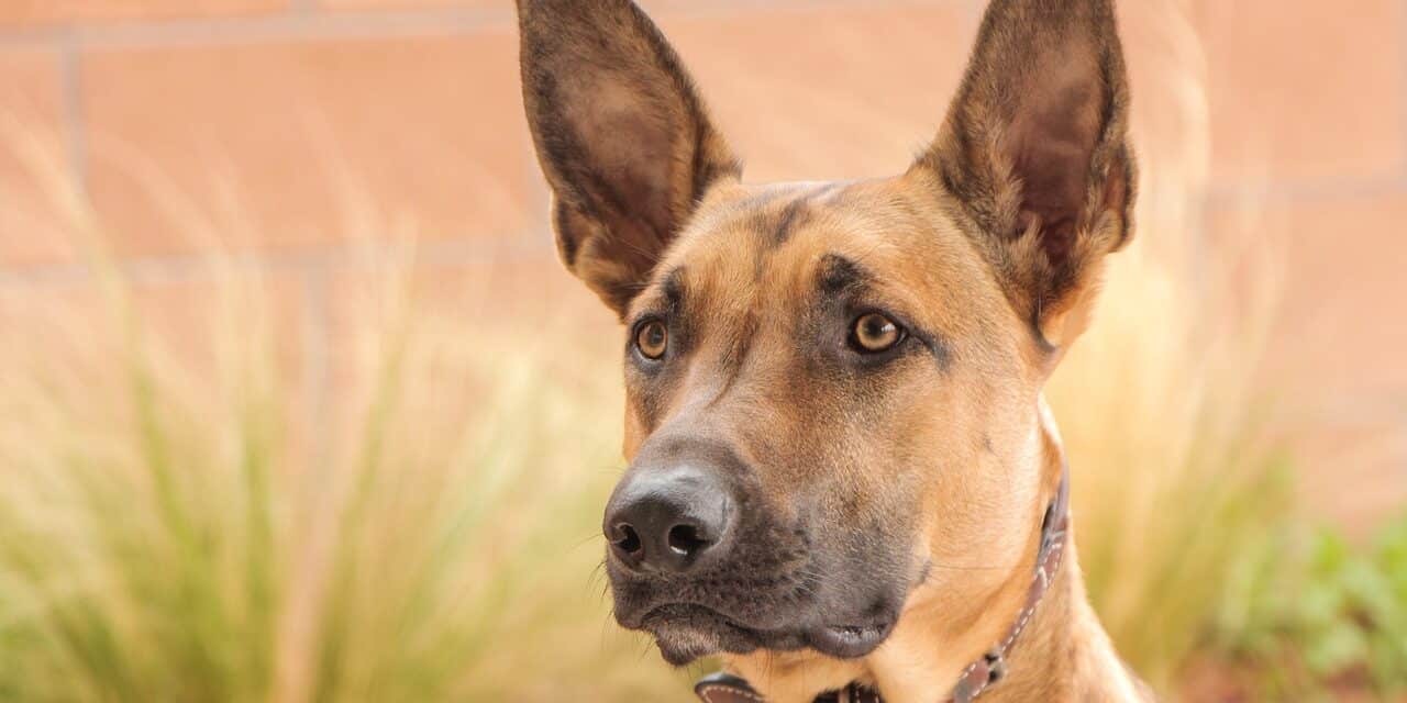malinois-3331687_1280