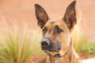 malinois-3331687_1280