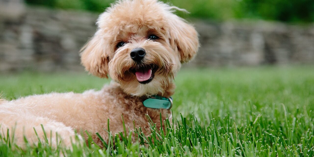 puppy-3979350_1280