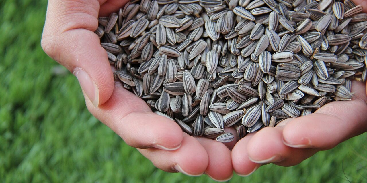 sunflower-seeds-1213766_1280