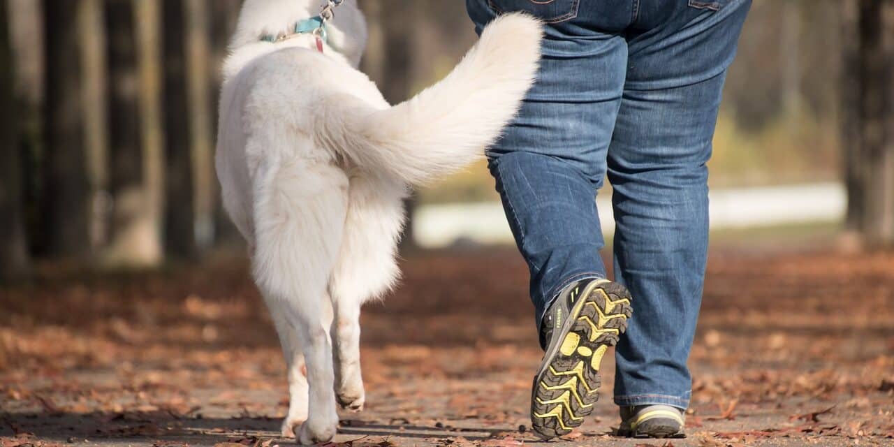 dog-5738865_1280