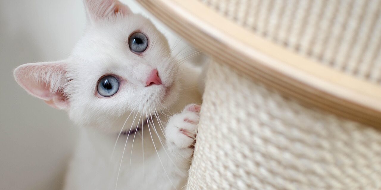 kitten-4557097_1280