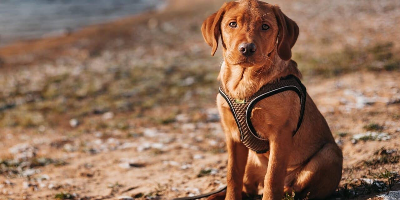labrador-8128379_1280
