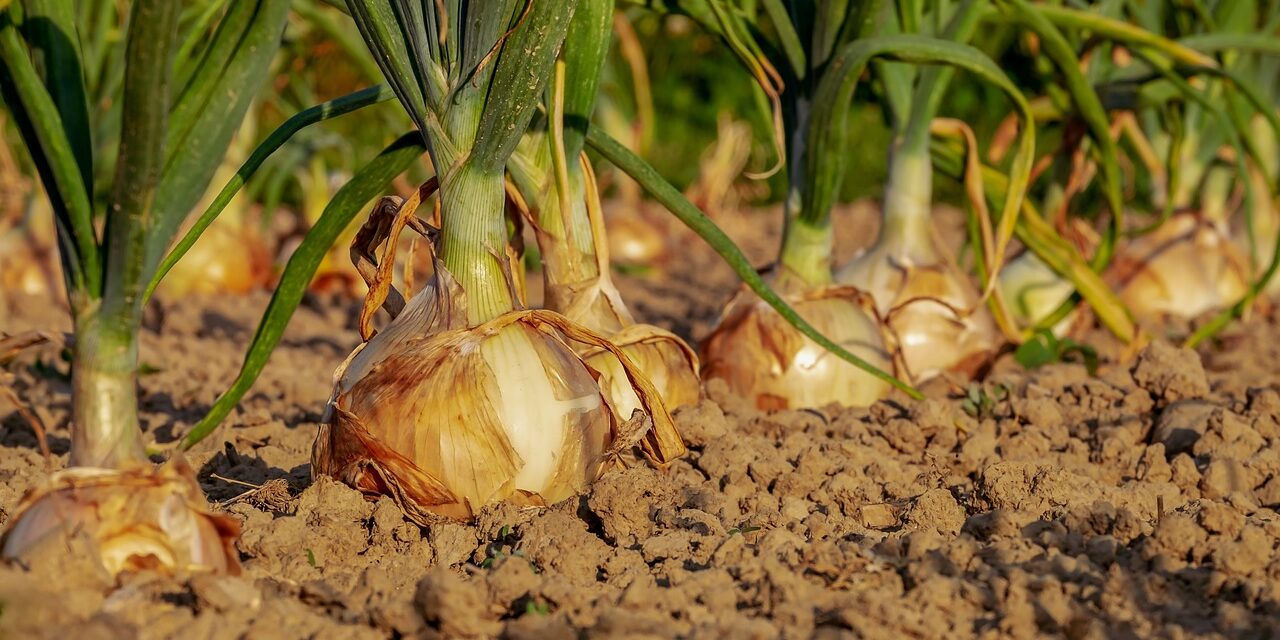 onion-3540502_1280
