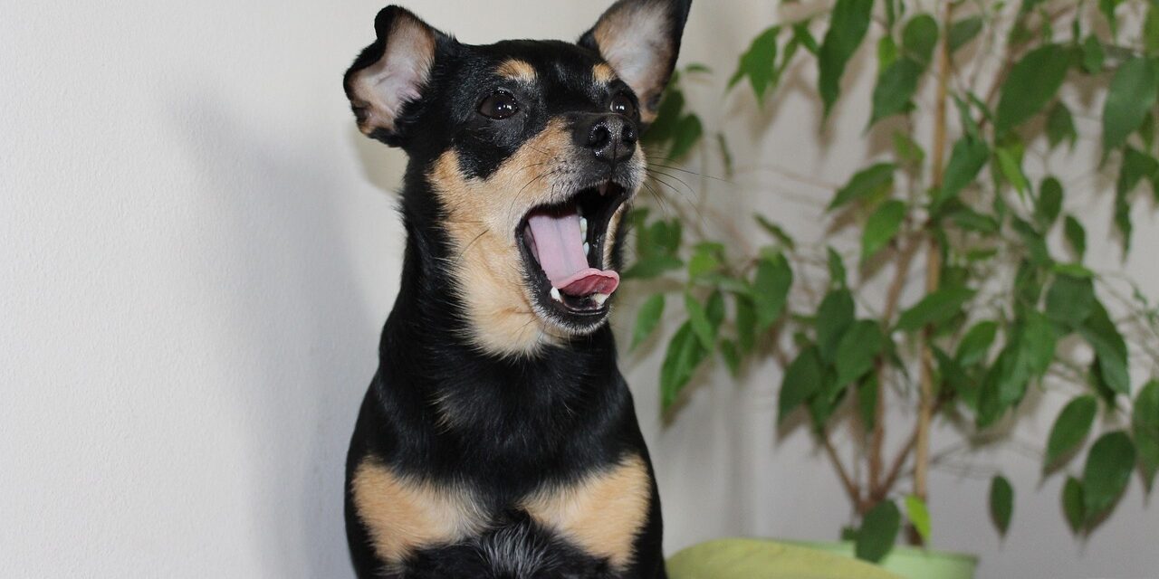 dog-2411878_1280
