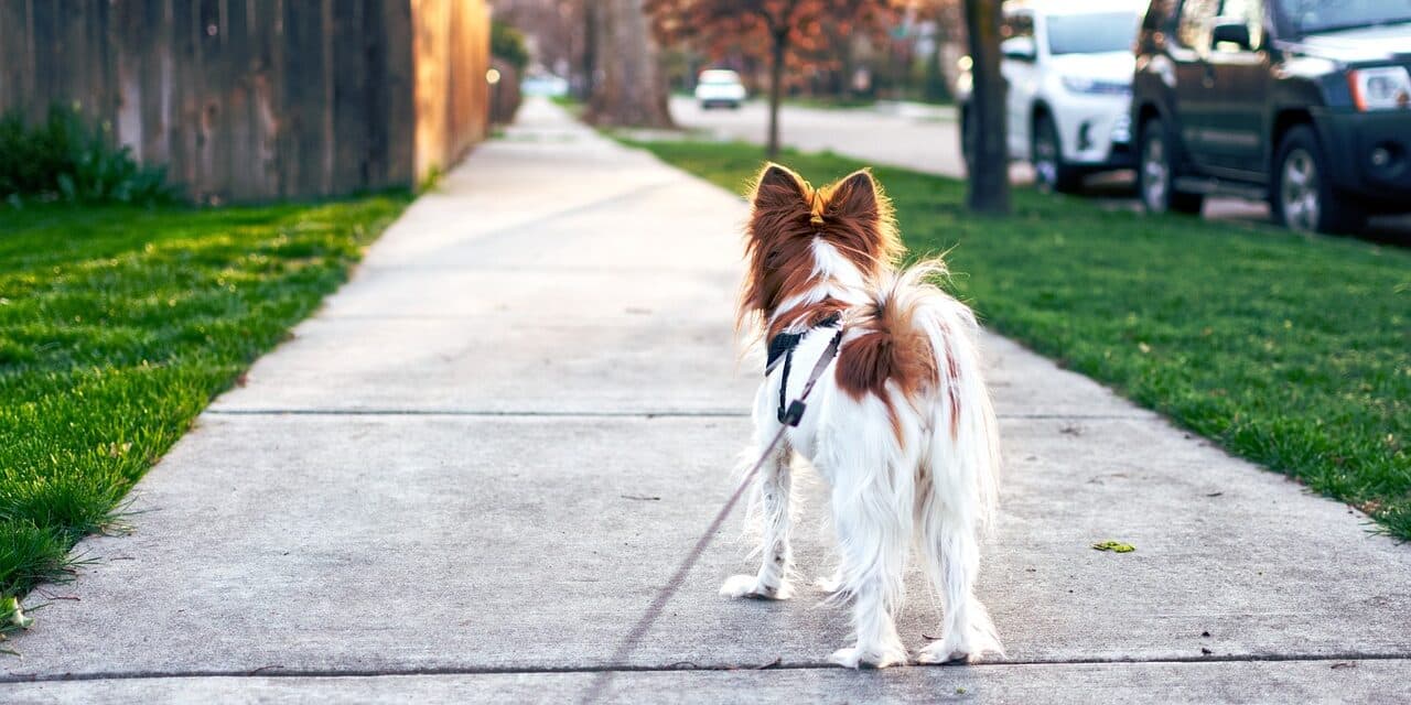 dog-4259565_1280