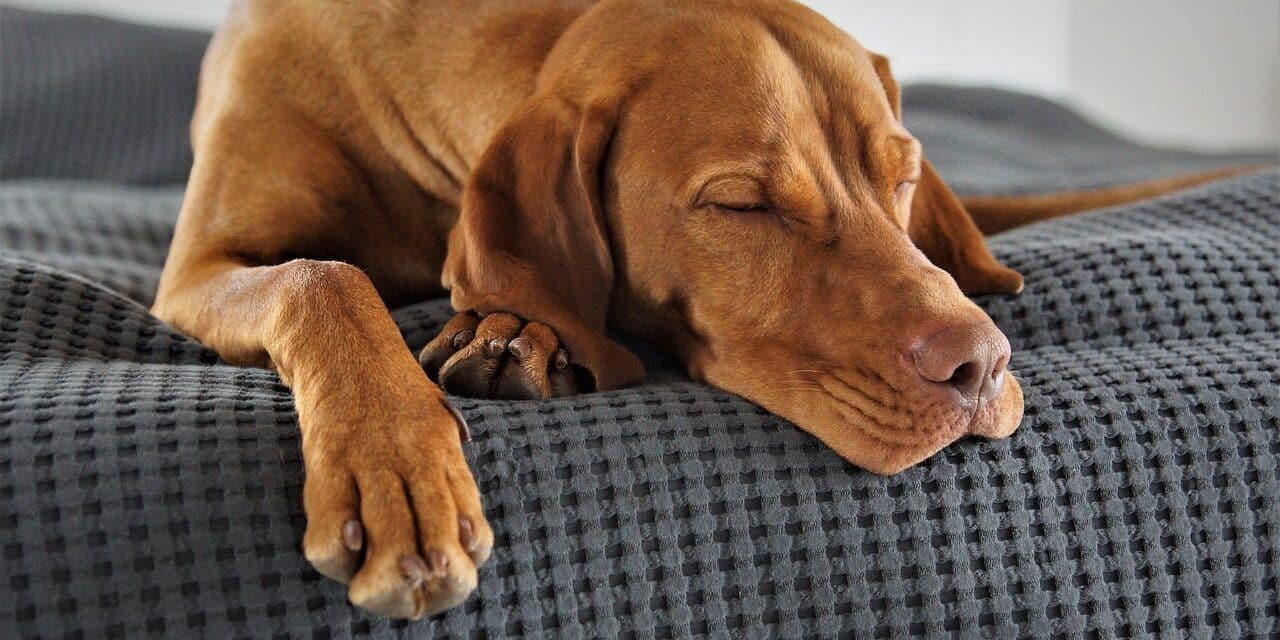 domestic-animal-5173354_1280