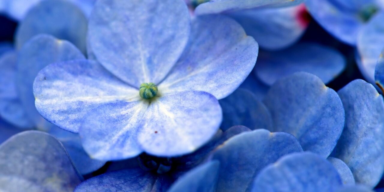 flower-7985344_1280